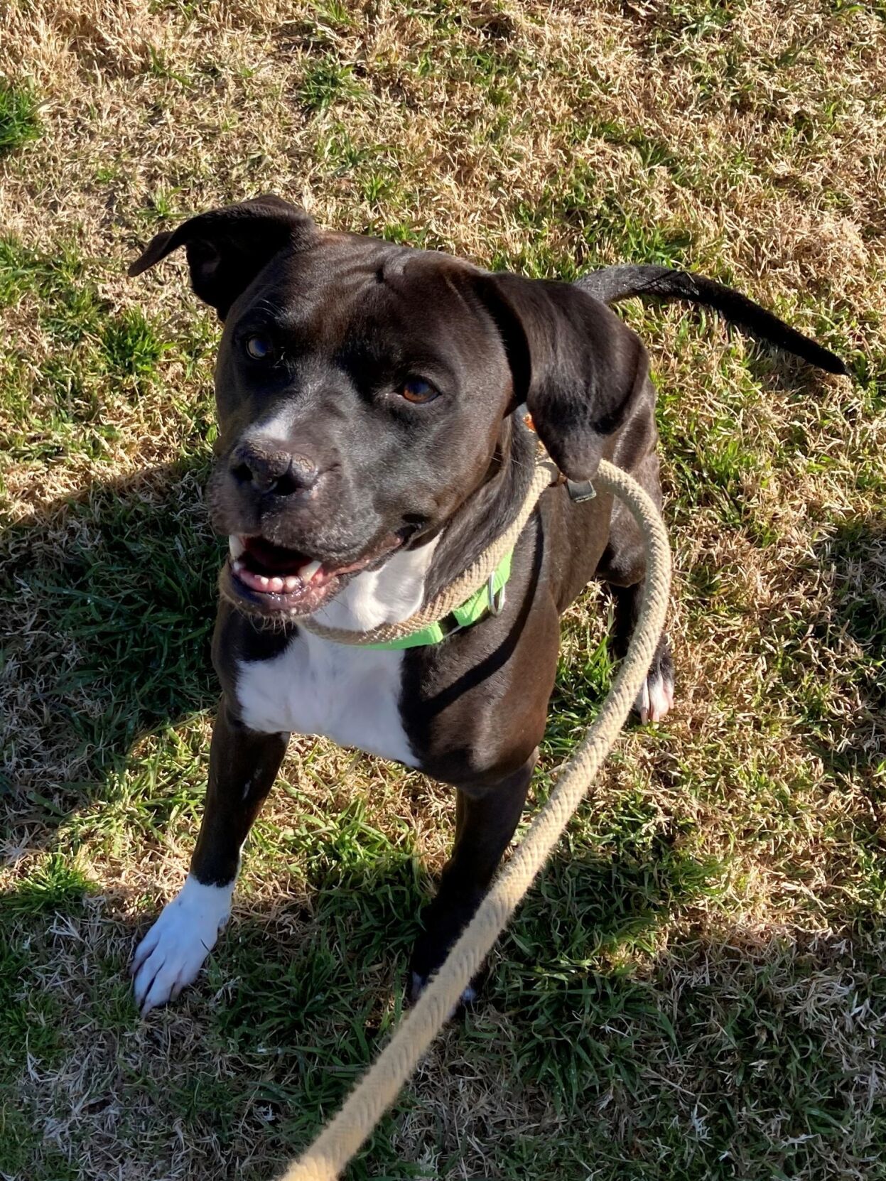 Hazel
